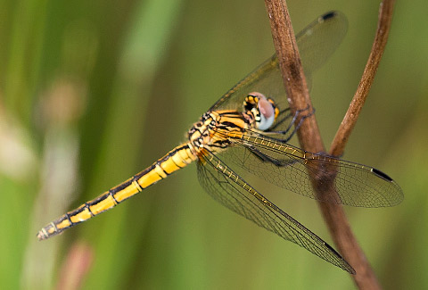 Trithemis dorsalis female